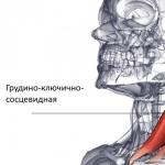 Поверхностные мышцы шеи — дериваты жаберных дуг