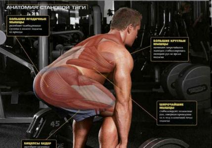 Какие мышцы работают при становой тяги