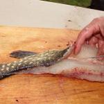 How to skin a pike and cut the fish